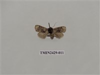 藏品(梯刺蛾)的圖片